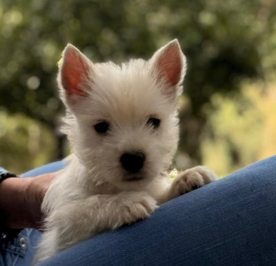 Les chiots de West Highland White Terrier