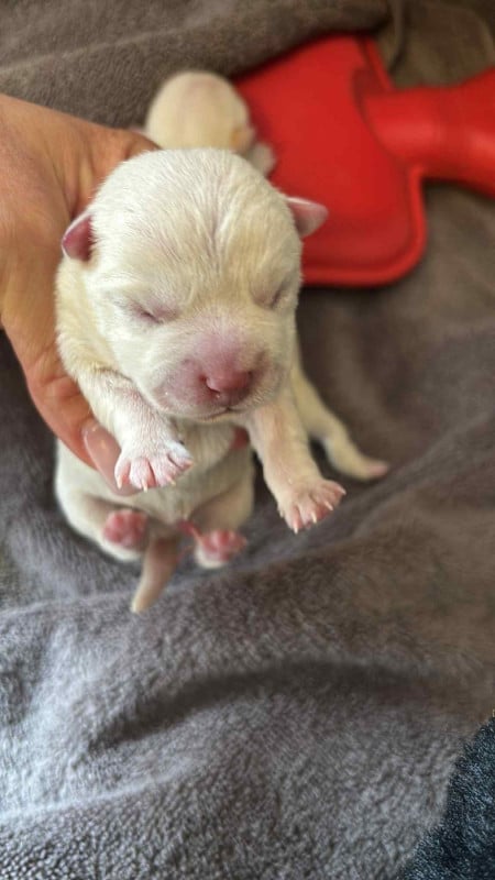 West Highland White Terrier - just for me