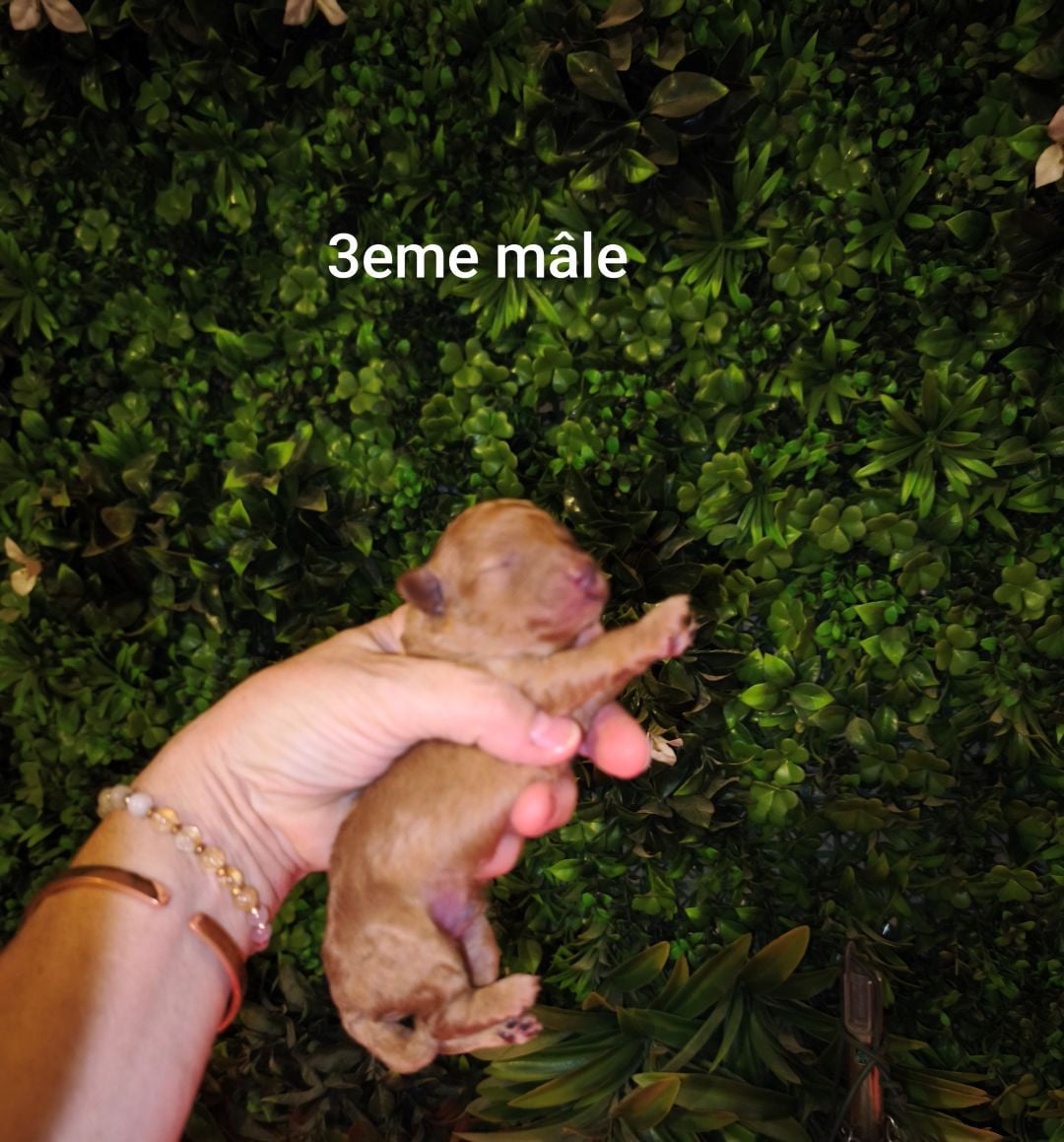 Bambin - Caniche