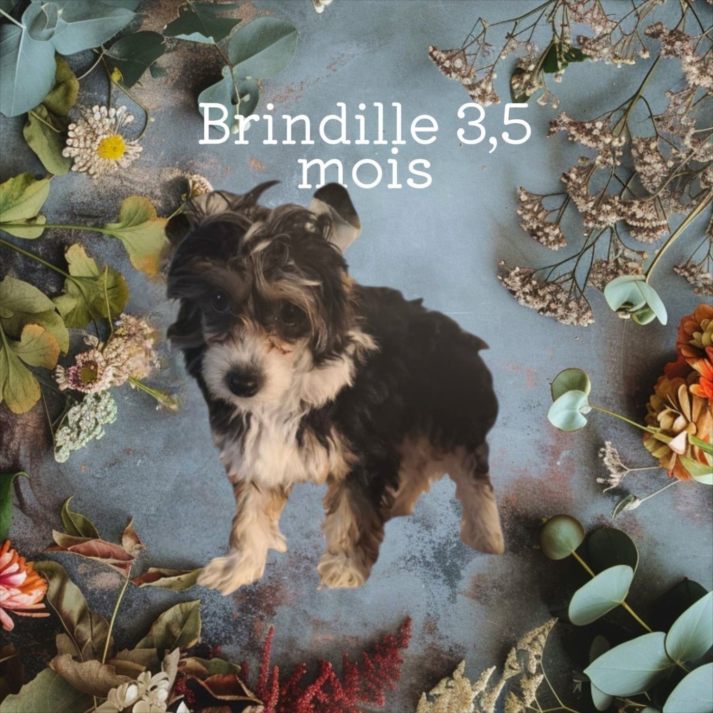 Brindille