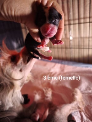 Les chiots de Chien chinois à crête