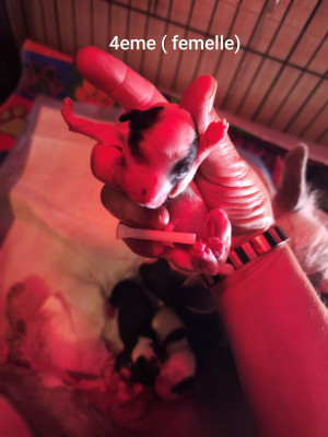Les chiots de Chien chinois à crête