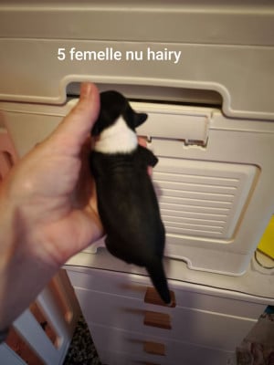 Les chiots de Chien chinois à crête
