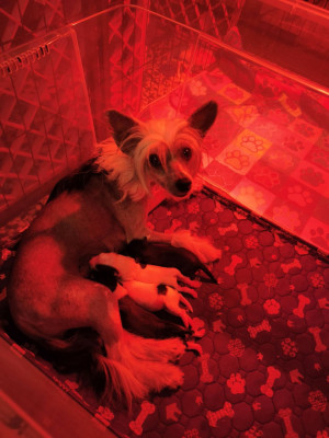 Les chiots de Chien chinois à crête