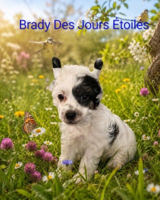 Les chiots de Chien chinois à crête