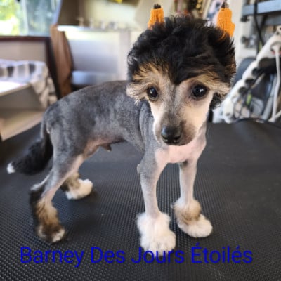 BARNEY - Chien chinois à crête