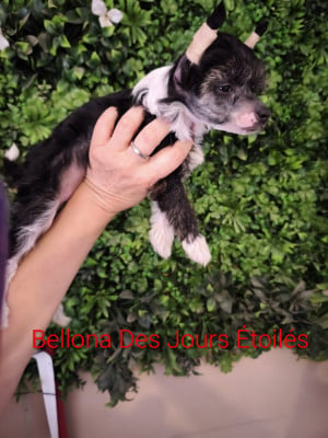 BELLONA - Chien chinois à crête