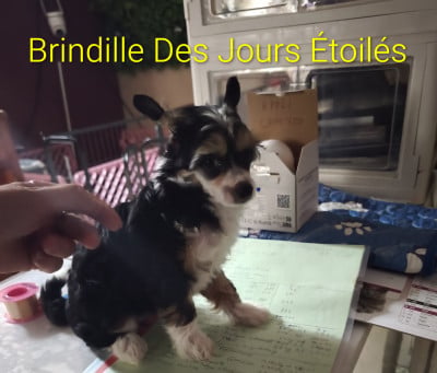 Chien chinois à crête