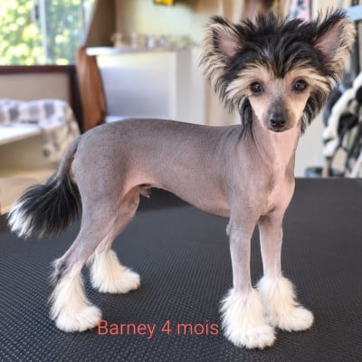 Les chiots de Chien chinois à crête