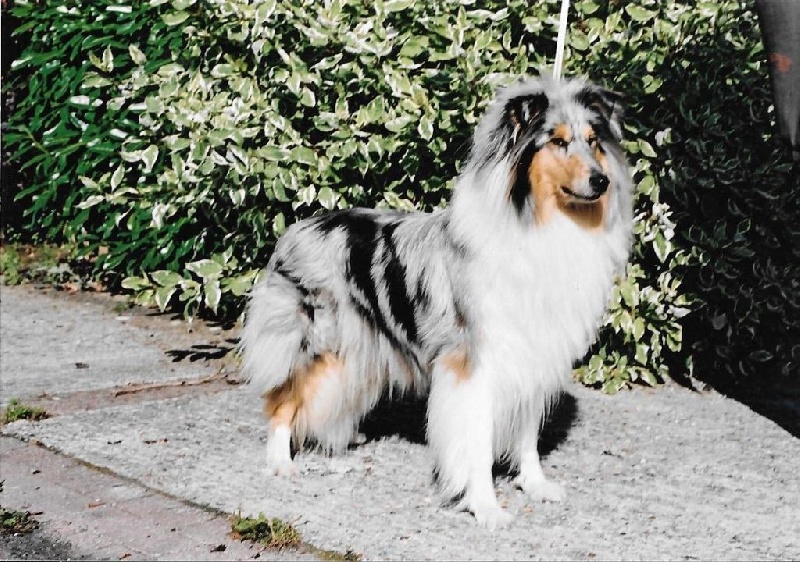 Oceane blue Du clos des centaures