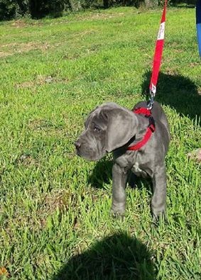 Publication : Du Temple De Scoubidou