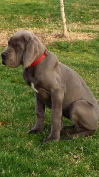 Publication : Du Temple De Scoubidou