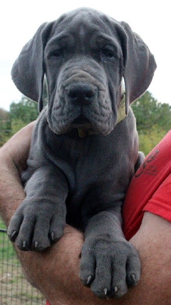 dogue allemand du temple de scoubidou vendre chiots