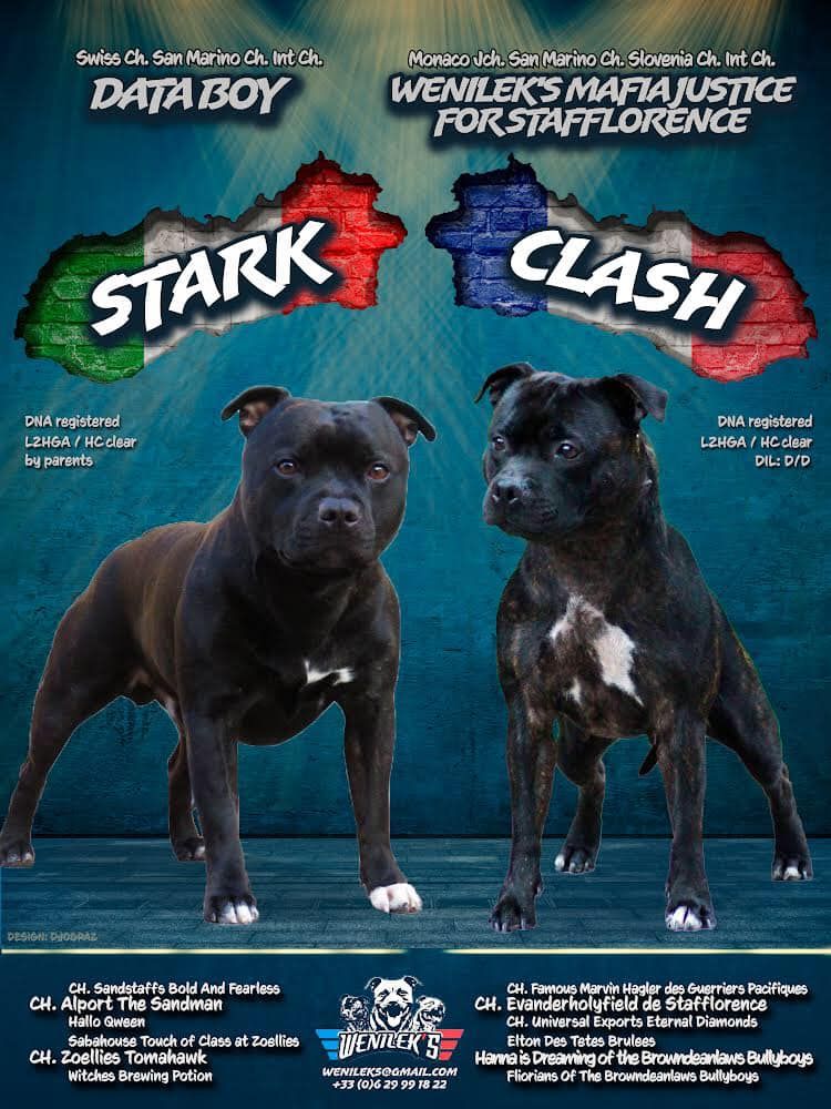 Staffordshire Bull Terrier
