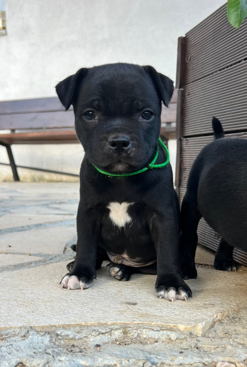 Wenilek's Brutus