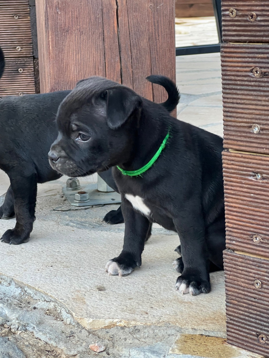 Wenilek's Brutus