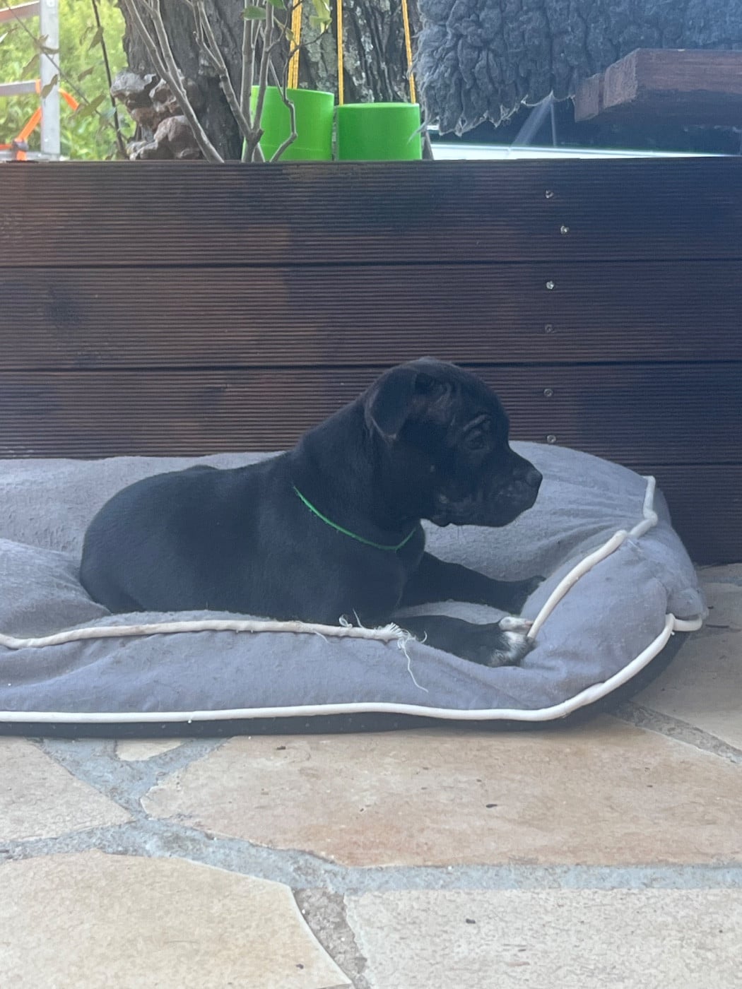 Wenilek's Brutus Marcus Junius