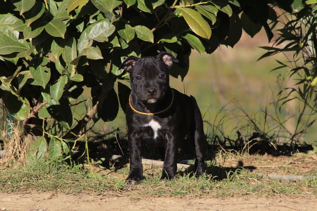 Wenielk's Sivir The Princess - Staffordshire Bull Terrier