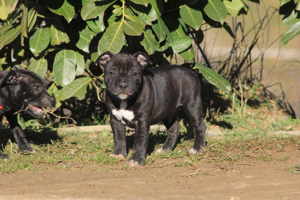 Wenilek's Smaug The Dragon - Staffordshire Bull Terrier