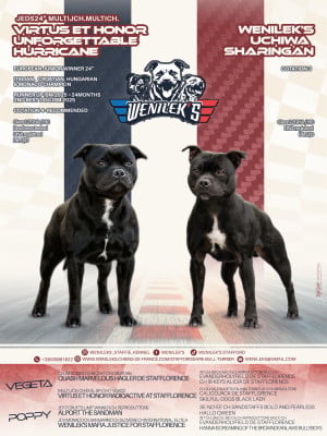 Les chiots de Staffordshire Bull Terrier
