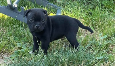 Les chiots de Staffordshire Bull Terrier