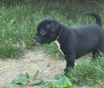 Les chiots de Staffordshire Bull Terrier