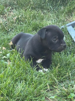 Les chiots de Staffordshire Bull Terrier