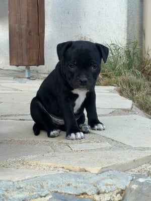 Les chiots de Staffordshire Bull Terrier