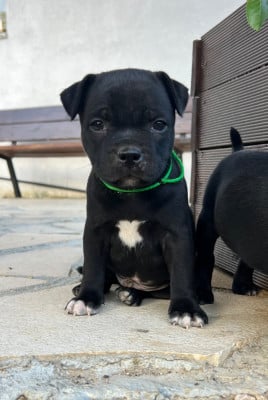 Les chiots de Staffordshire Bull Terrier