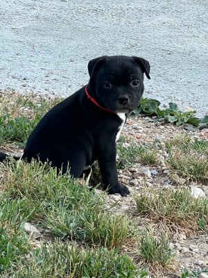 Les chiots de Staffordshire Bull Terrier