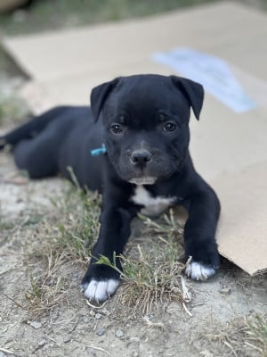 Les chiots de Staffordshire Bull Terrier