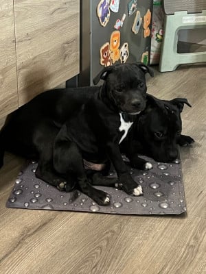 Les chiots de Staffordshire Bull Terrier