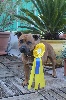 Hanna is dreaming Of the browndeanlaws bullyboys - CACIB CAC 1ère Excellent Classe Intermédiaire