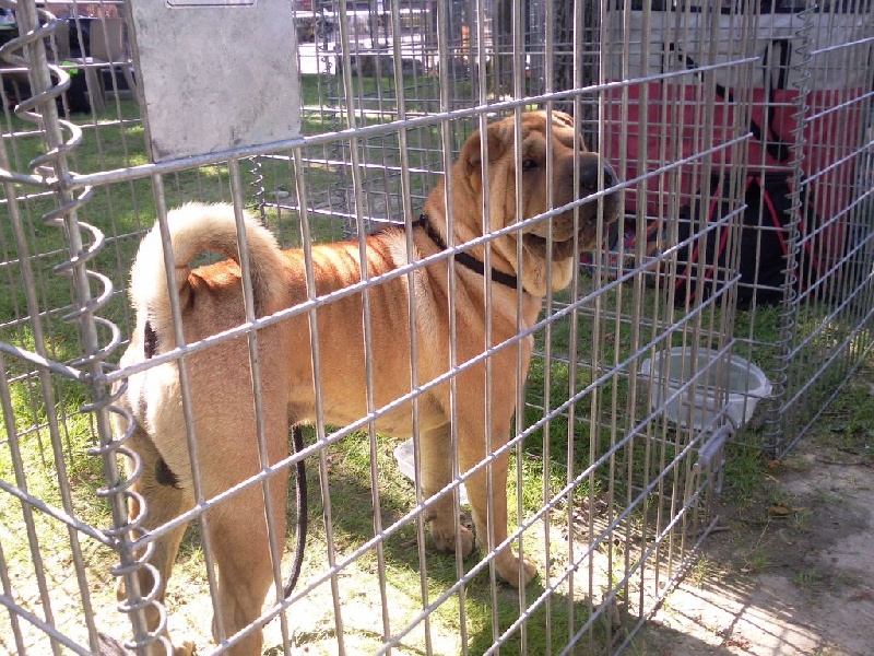 Dino (Sans Affixe) - 1er excellent classe inter. CACS