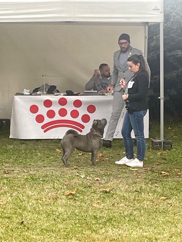 Simone De L'empire Des Plissés - 1ere excellente CACS