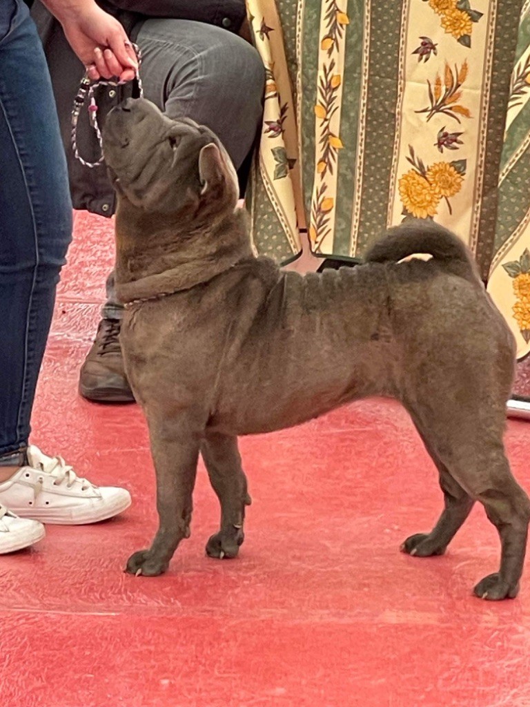 Simone De L'empire Des Plissés - 1ere excellente