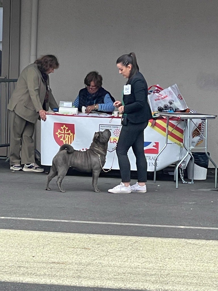 Simone De L'empire Des Plissés - 1ere excellente CACS CACIB BOB