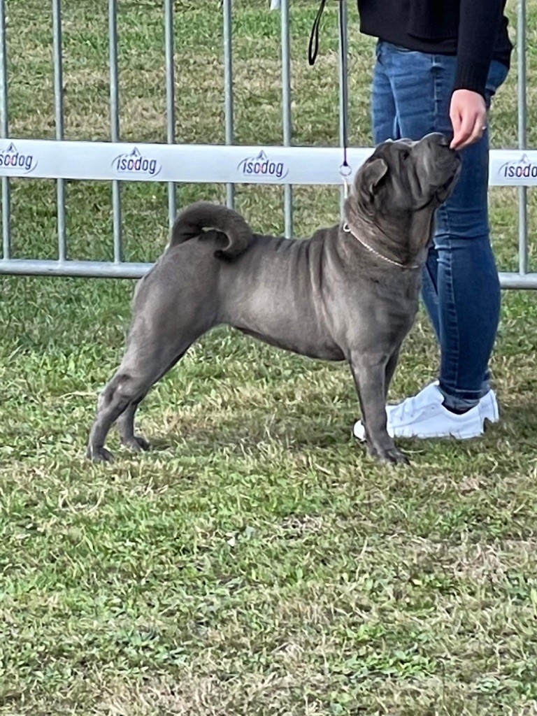 Simone De L'empire Des Plissés - 3eme excellente classe inter + TAN