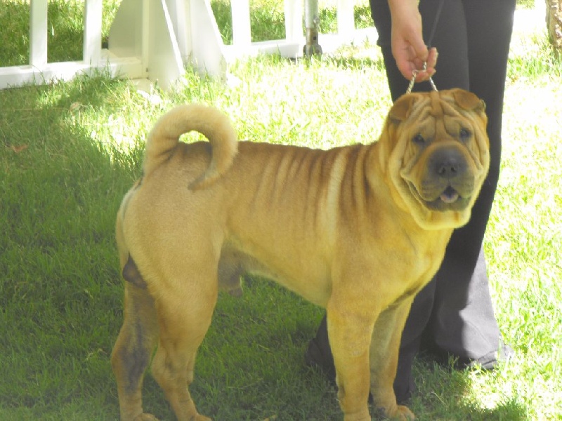 Dino (Sans Affixe) - très bon