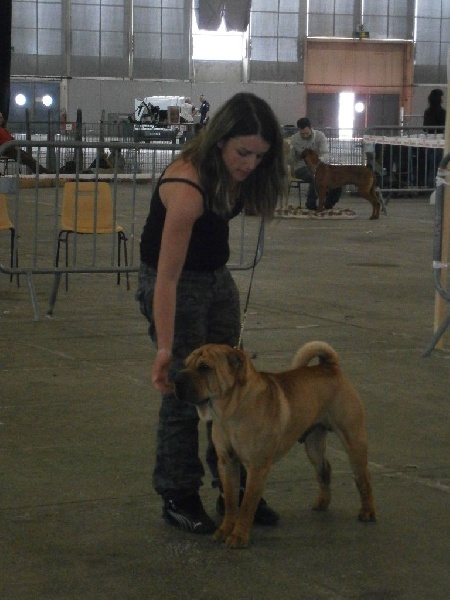 Dino (Sans Affixe) - 1er excellent CACS Meilleur de Race