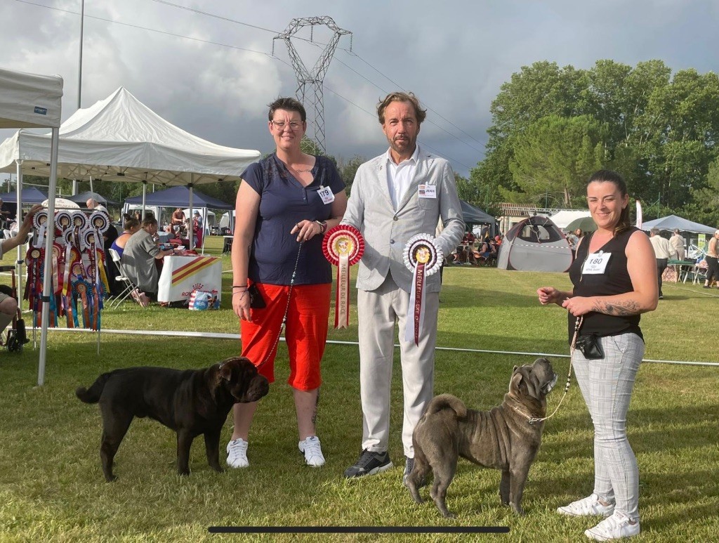 Simone De L'empire Des Plissés - CACS BOS