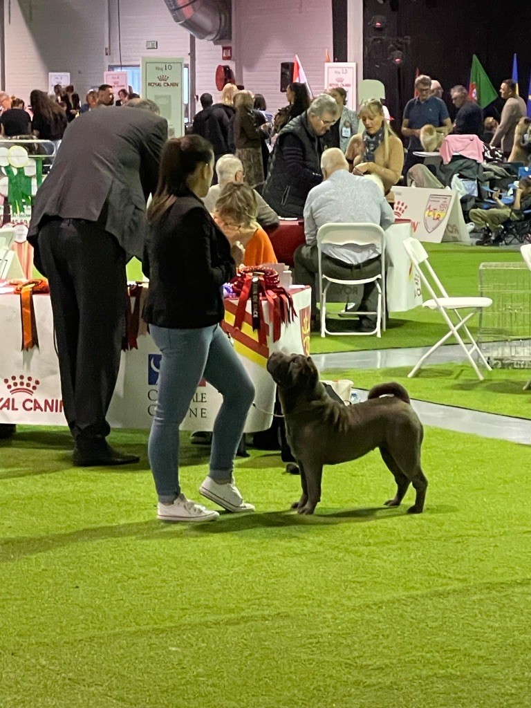 Simone De L'empire Des Plissés - 1ere excellente CACS