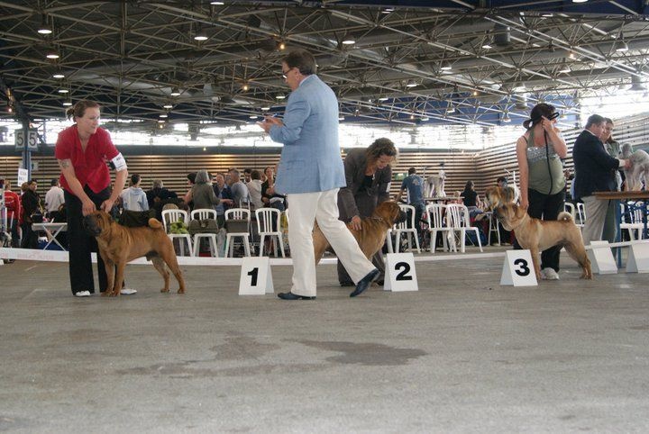 Dino (Sans Affixe) - 3eme excellent