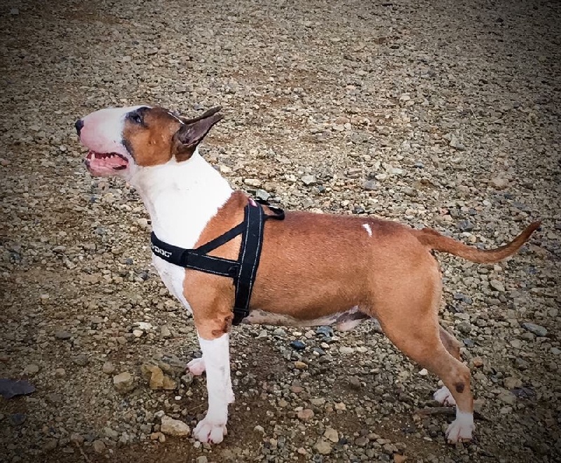 Gaston of Bull's city