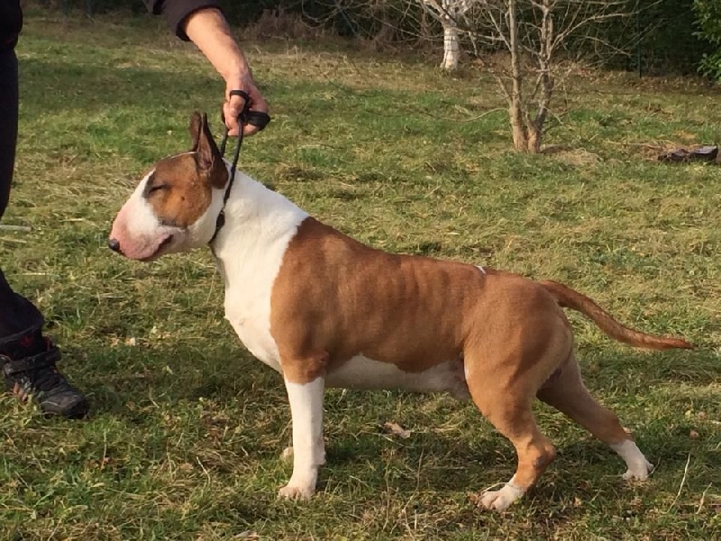 Gaston of Bull's city