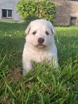Les chiots de Berger Blanc Suisse