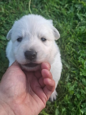 Les chiots de Berger Blanc Suisse