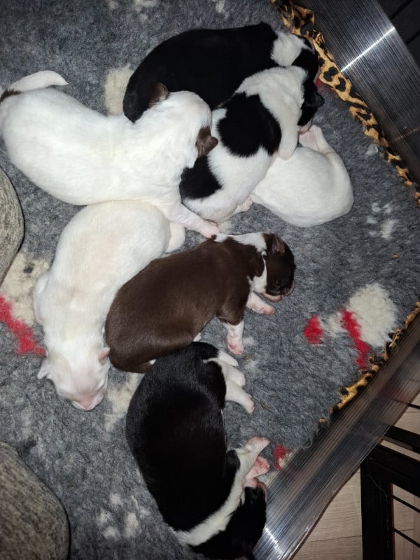 Laika de iakoutie - Des Gardiens Du Valhalla