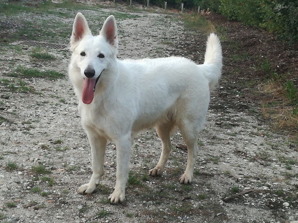 J'nymeria Du Mont De Sène - 3e Excellent