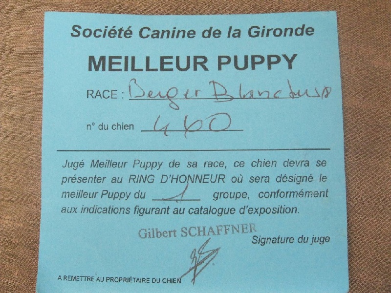 J'nymeria Du Mont De Sène - Très prometteur, Meilleur Puppy